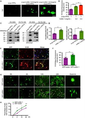 α-Synuclein-mediated mitochondrial translocation of cofilin-1 leads to oxidative stress and cell apoptosis in PD